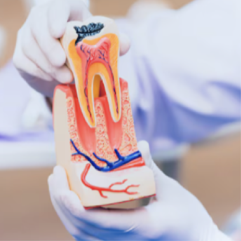 Endodoncia